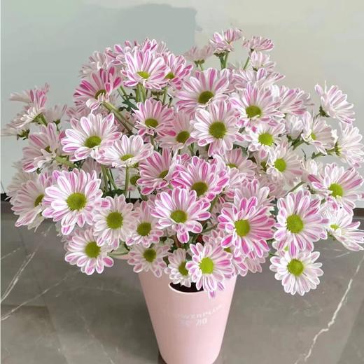 【小雏菊.加盟店主】5支/份 不同的花期颜色完全不相同 参考价格在10-15元左右（以实际购买价为准） 商品图5