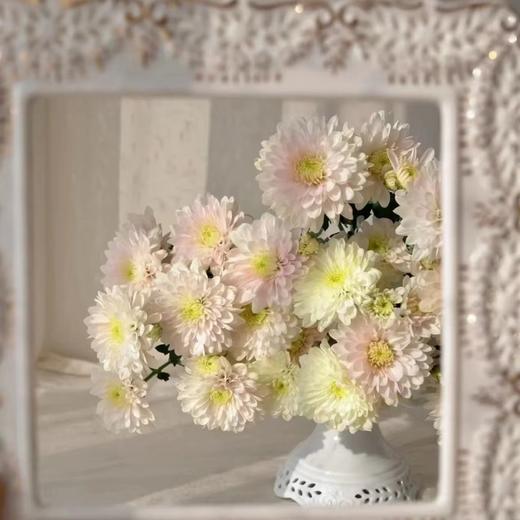 【小雏菊.加盟店主】5支/份 不同的花期颜色完全不相同 参考价格在10-15元左右（以实际购买价为准） 商品图3