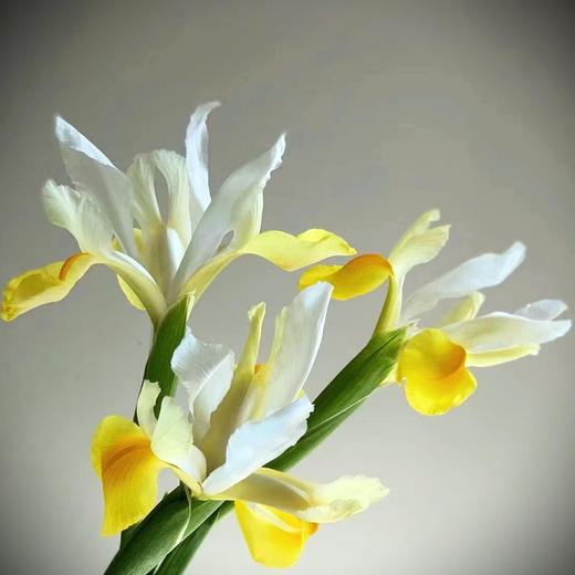 鸢尾-黄色（A） 商品图2