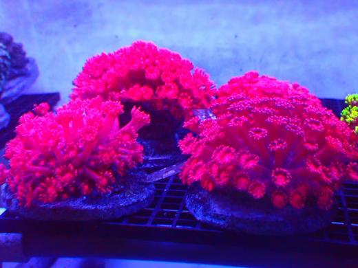 红单苞 商品图1