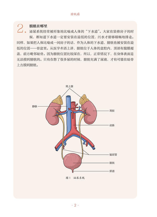 膀胱癌 肿瘤科普百科丛书 林天歆 李学松主编 膀胱癌预防诊断治疗以及术后管理 健康保健知识 人民卫生出版社9787117332750 商品图2