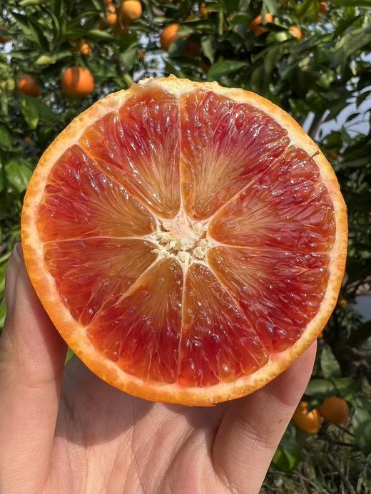 可食用的“红宝石”！李子妃【长寿湖血橙】九分甜一分酸！混合花香、果香、蜂蜜香！富含花青素~ 商品图3