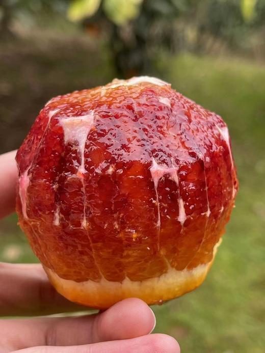 可食用的“红宝石”！李子妃【长寿湖血橙】九分甜一分酸！混合花香、果香、蜂蜜香！富含花青素~ 商品图1