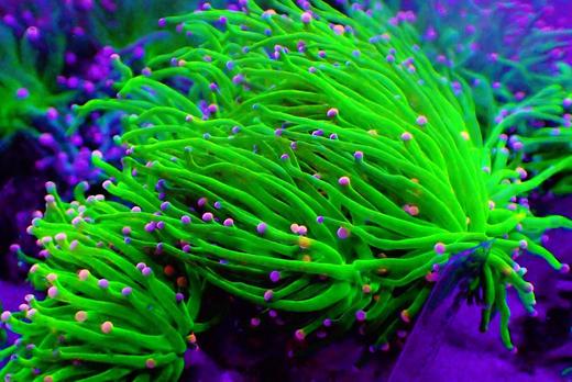 彩点绿火柴 商品图0