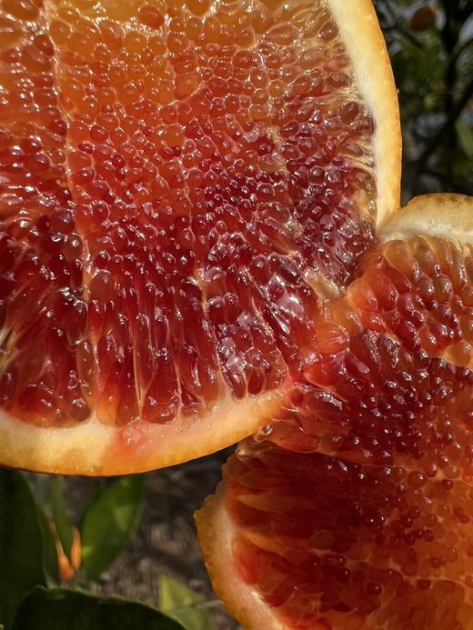 李子妃长寿湖血橙 精品大果 8斤装 商品图0