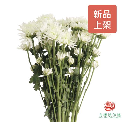 小菊-白玉盘 商品图1