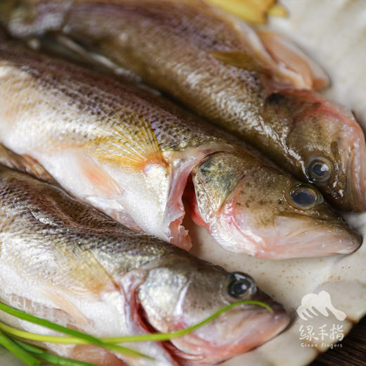 生态河鲈鱼 | 合作生产 * Eco-weever | Coproduction 商品图0