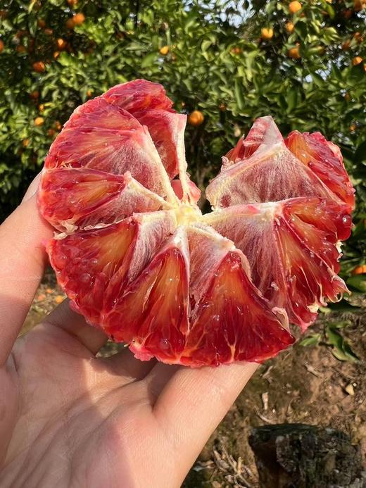 可食用的“红宝石”！李子妃【长寿湖血橙】九分甜一分酸！混合花香、果香、蜂蜜香！富含花青素~ 商品图9