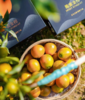 桔乡里 脆蜜金柑 3A（毛重约3.5斤）|水果 商品缩略图0