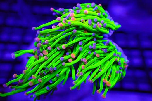 彩点绿火柴 商品图3