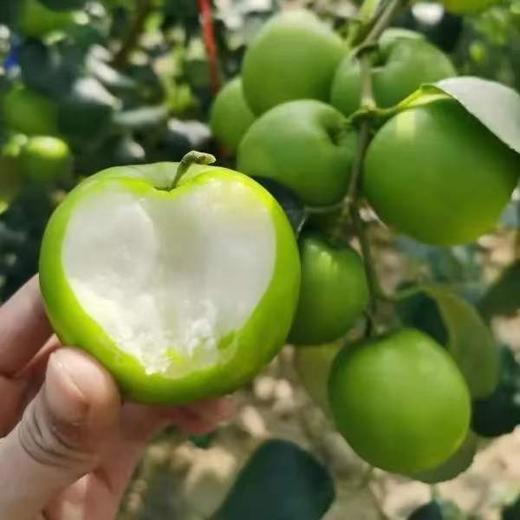 彩云之南苹果枣、甜蜜多汁、酥脆爽口、爆款新柜、值得吃货品鉴！ 商品图1