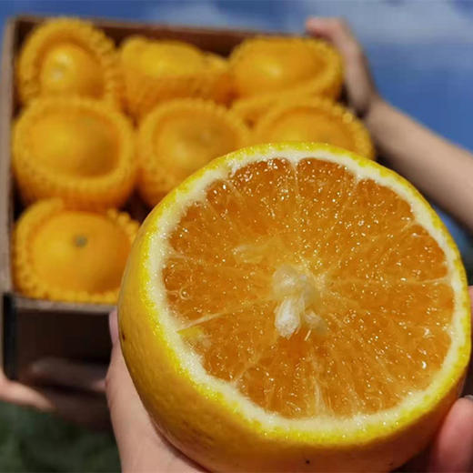 福建甜桔柚、颗粒晶莹、甜蜜多汁、有橘子的甜蜜、柚子的清香，又有橙子的风味，清甜爽口的口感【寒冷地区冻坏不售后】 商品图1