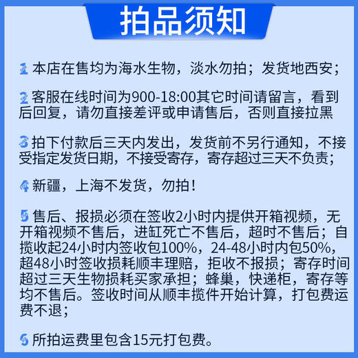 红肚海葵 商品图3