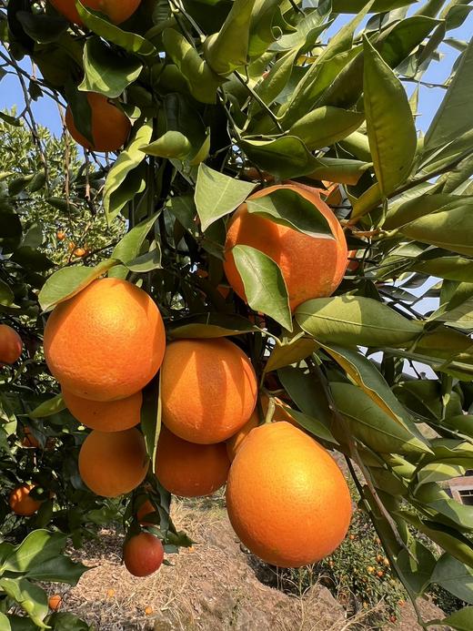 李子妃长寿湖血橙 精品大果 8斤装 商品图4