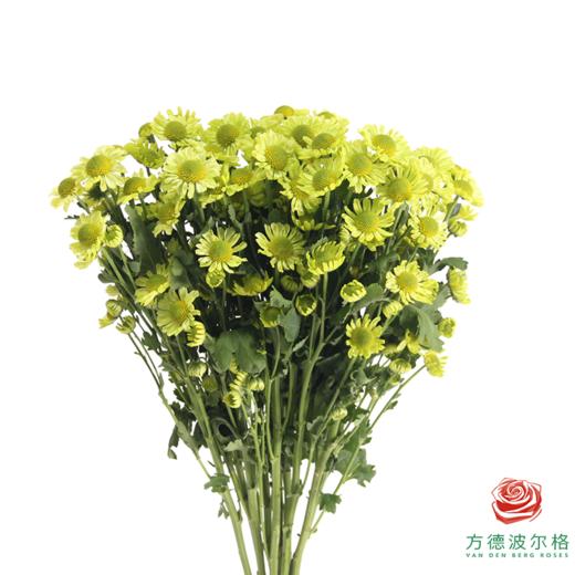 多头小菊 绿玉湖 商品图0