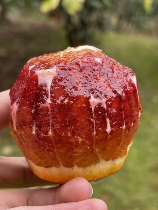 李子妃长寿湖血橙 精品大果 8斤装 商品图1