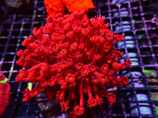 红单苞 商品图0