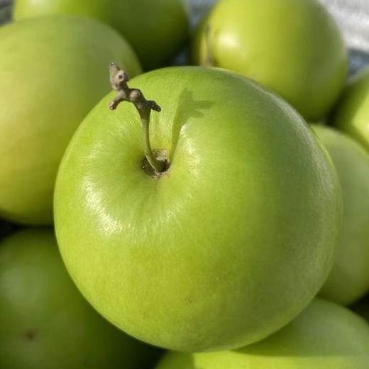 彩云之南苹果枣、甜蜜多汁、酥脆爽口、爆款新柜、值得吃货品鉴！ 商品图5