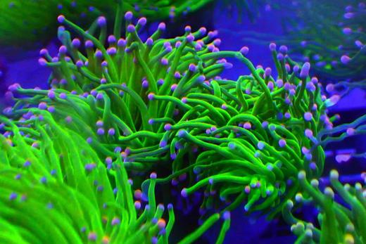 彩点绿火柴 商品图1