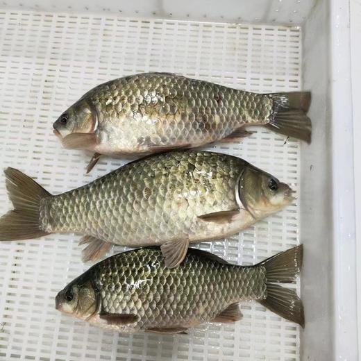 生态鲫鱼 | 合作生产 * Eco-crucian carp | Coproduction 商品图2