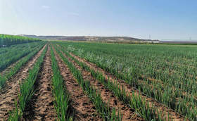 哪些茬口适合种植大葱?种葱的土壤有哪些要求?