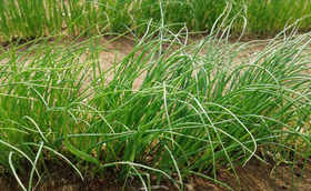 计划种植麦茬葱什么时候育苗合适