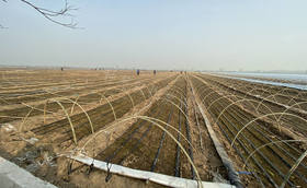 冬天葱苗需要浇水吗?冬天大葱苗床如何浇水?