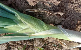 大葱空水浇灌好不好?冬季大葱浇水有哪些注意事项?