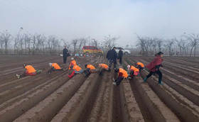 葱满满大葱双高种植教学基地移栽现场