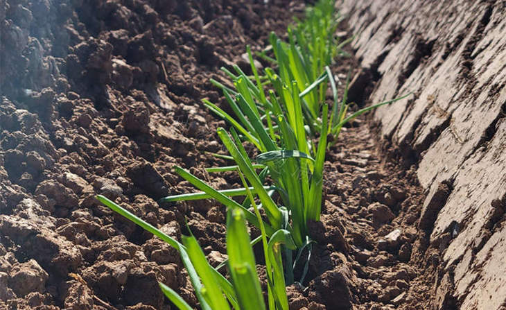 河北邢台10月中旬移栽的葱苗