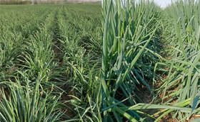 倒春寒对大葱有哪些影响?如何减少倒春寒对大葱的损失?