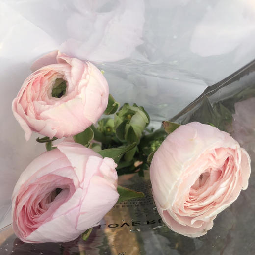 河内～洋牡丹（香槟色） 商品图3