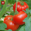 【回归本真番茄味】普罗旺斯沙瓤番茄，酸甜多汁，清香可口！ 商品缩略图4