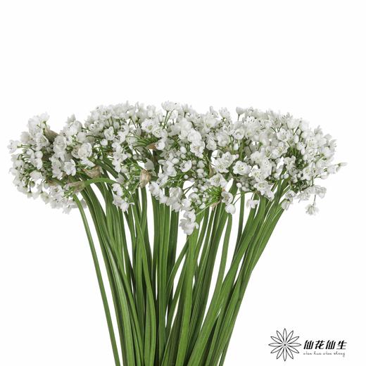 荷兰花材 | 葱花白雪公主 Neapolitanum Spray White 商品图1