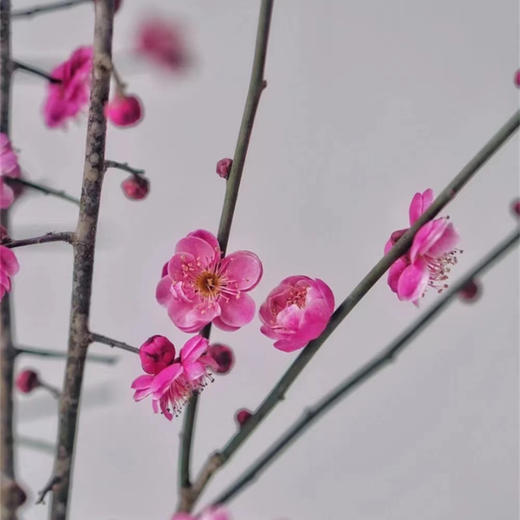 春梅1扎 商品图5