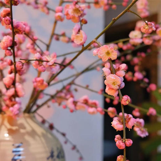 春梅1扎 商品图0