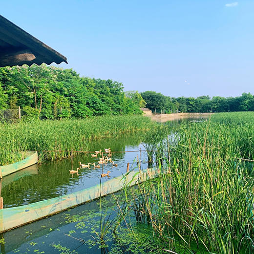 花间村散养4年全净膛老鸭 商品图3
