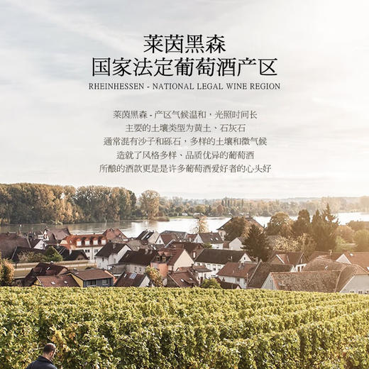 【德国QBA金奖葡萄酒】德国瀚斯小熊长相思干白葡萄酒 德国莱茵黑森产区 12%vol 商品图5