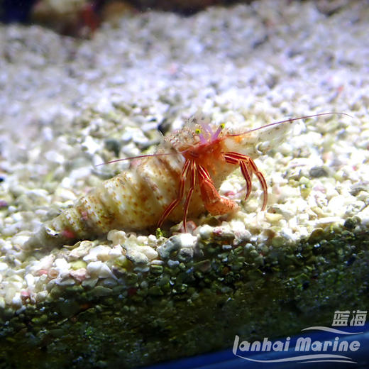 红糖果寄居蟹 商品图2