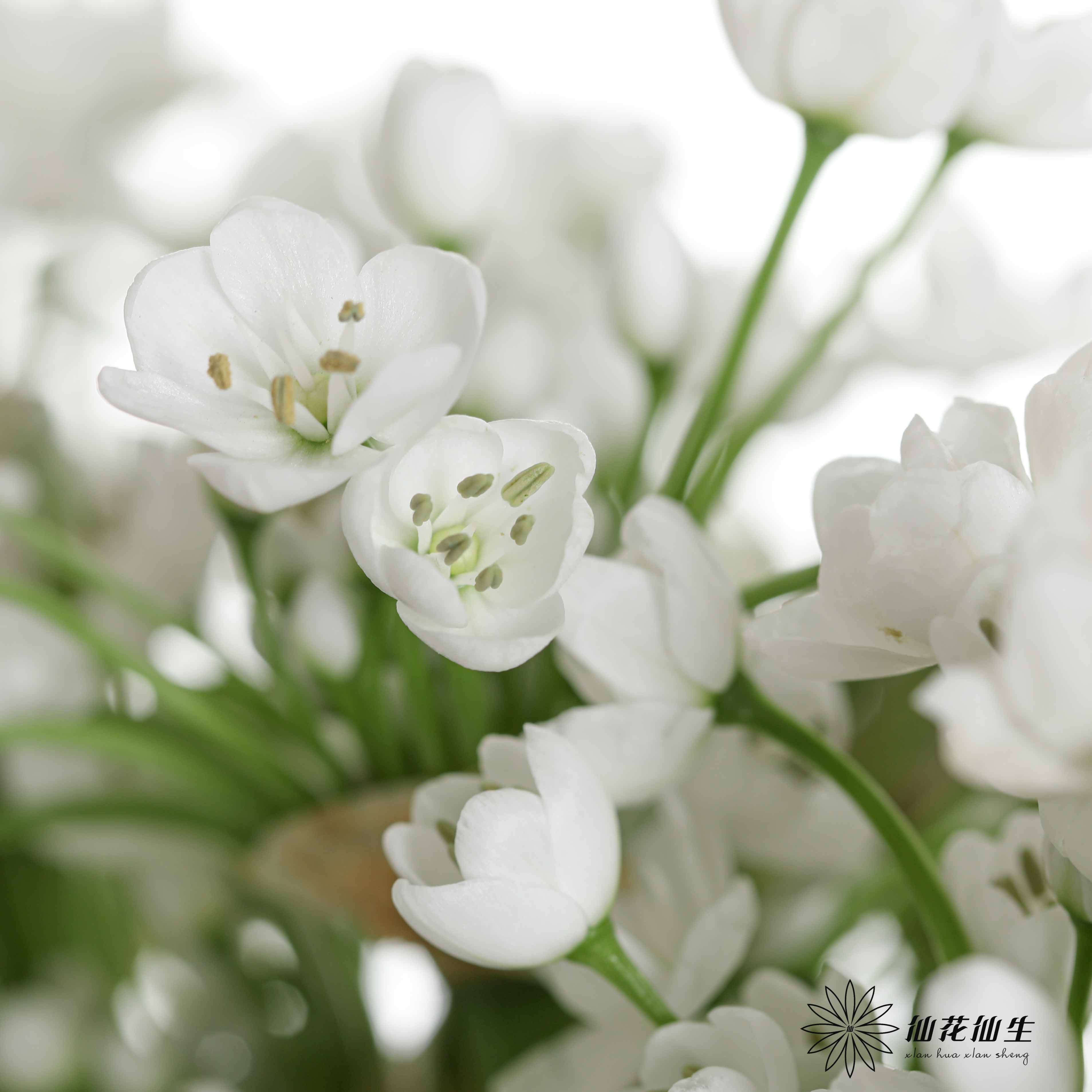 荷兰花材 | 葱花白雪公主 Neapolitanum Spray White