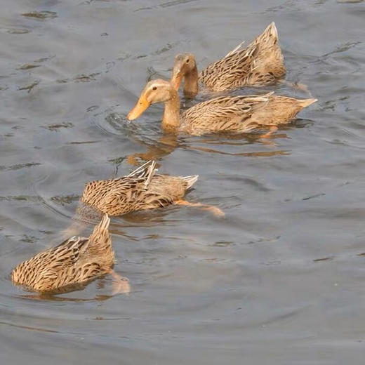 花间村散养4年全净膛老鸭 商品图1