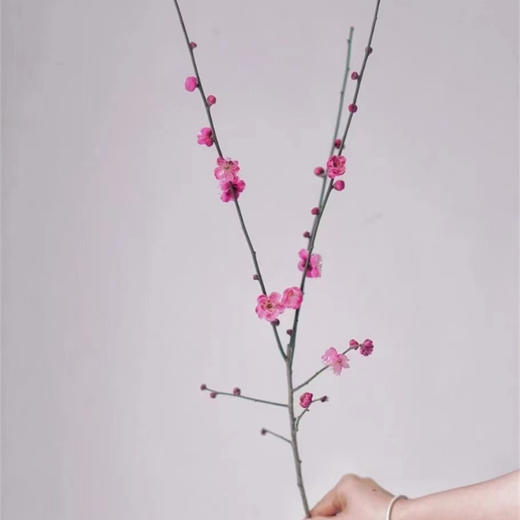 春梅1扎 商品图7