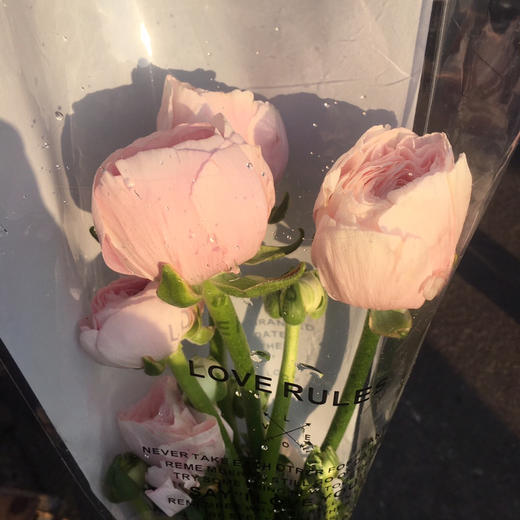 河内～洋牡丹（香槟色） 商品图2