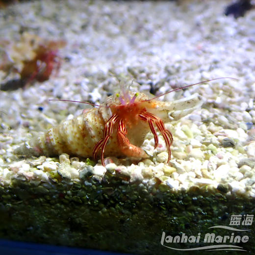 红糖果寄居蟹 商品图4
