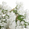 荷兰花材 | 葱花白雪公主 Neapolitanum Spray White 商品缩略图2