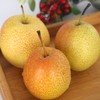 新鲜水果  山东香妃梨5斤袋装 商品缩略图0