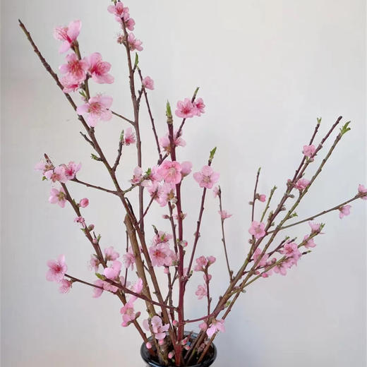 精品花卉桃花一扎 商品图0