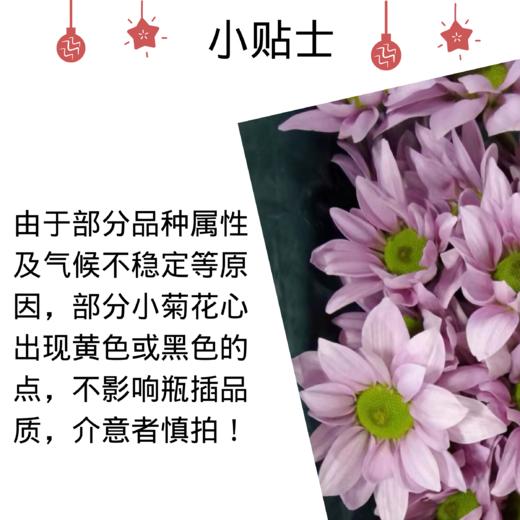 多头小菊 少女 商品图1