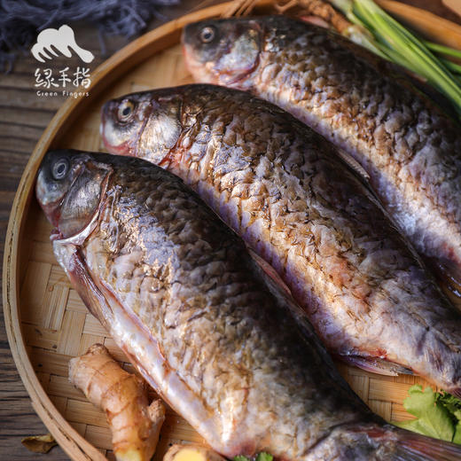 生态鲫鱼 | 合作生产 * Eco-crucian carp | Coproduction 商品图0