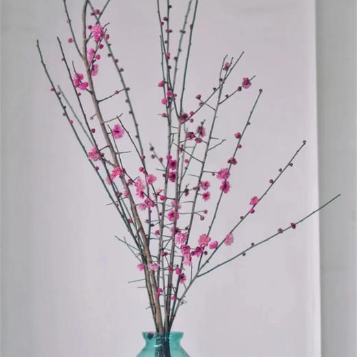 春梅1扎 商品图6